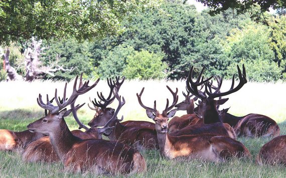 Wildpark in Leipzig - Foto von Sohel Patel